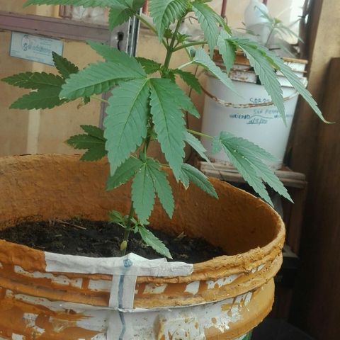 Whidak47[SXL141] growlog photo: De ahora en más cada 15diad se le cama tomAr fotos de todo lados 