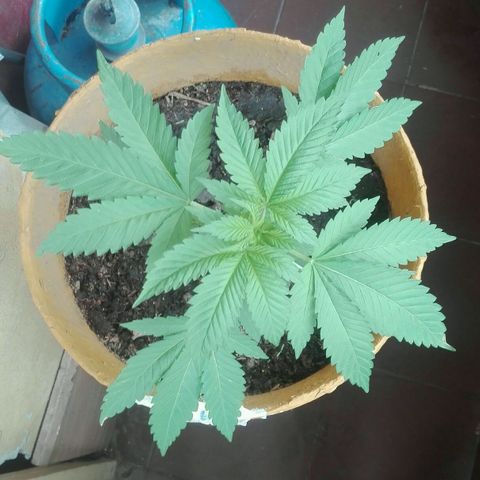 Whidak47[SXL141] growlog photo: De ahora en más cada 15diad se le cama tomAr fotos de todo lados 