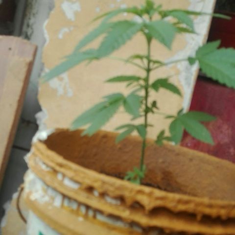 Whidak47[SXL141] growlog timeline photo