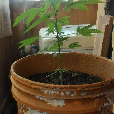 Whidak47[SXL141] growlog timeline photo