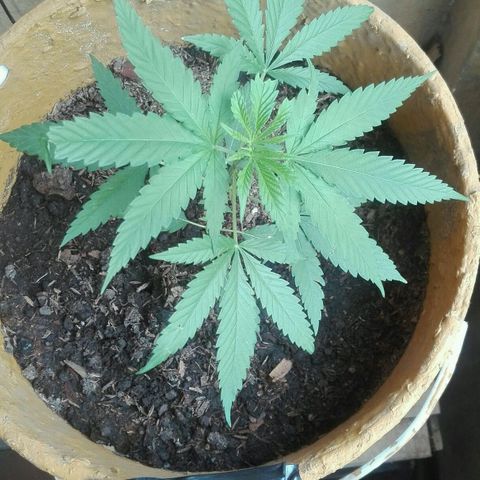 San Fernando vallaey og cush (SRB821) growlog timeline photo