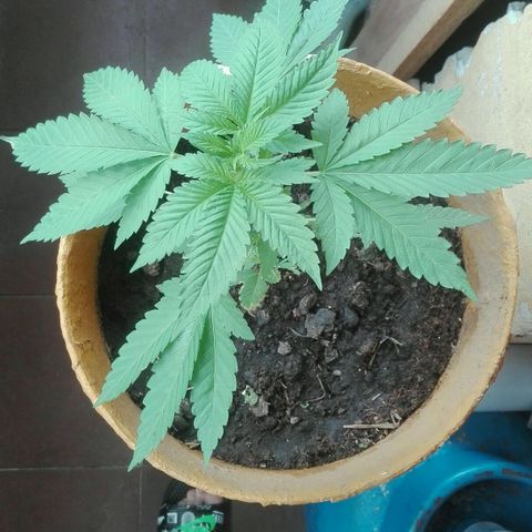 Whidak47[SXL141] growlog timeline photo