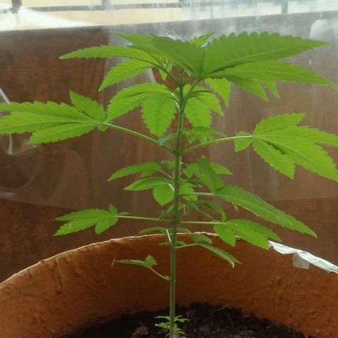 Whidak47[SXL141] growlog timeline photo