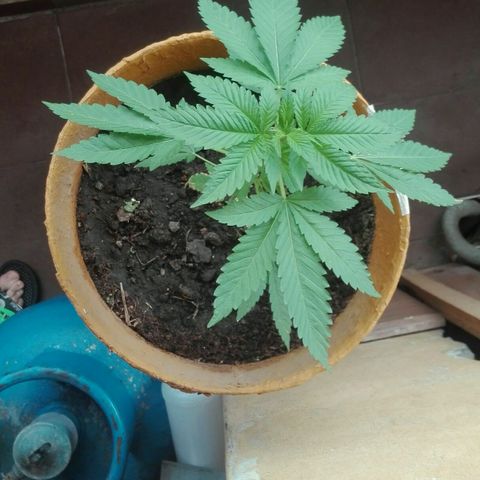 Whidak47[SXL141] growlog timeline photo