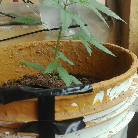 San Fernando vallaey og cush (SRB821) growlog timeline photo