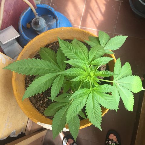 Whidak47[SXL141] growlog timeline photo