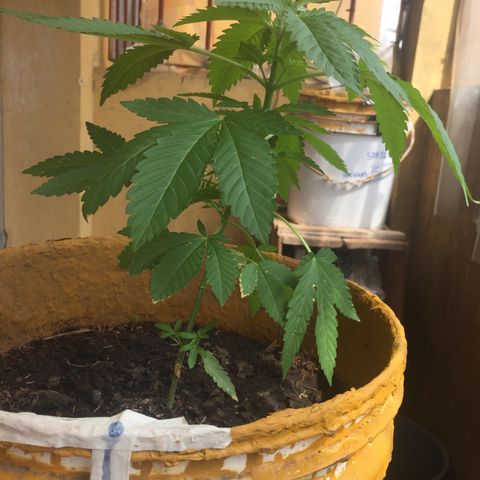 Whidak47[SXL141] growlog timeline photo