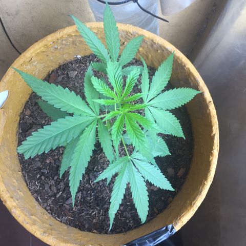 San Fernando vallaey og cush (SRB821) growlog timeline photo