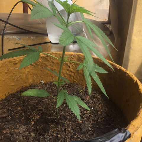 San Fernando vallaey og cush (SRB821) growlog timeline photo