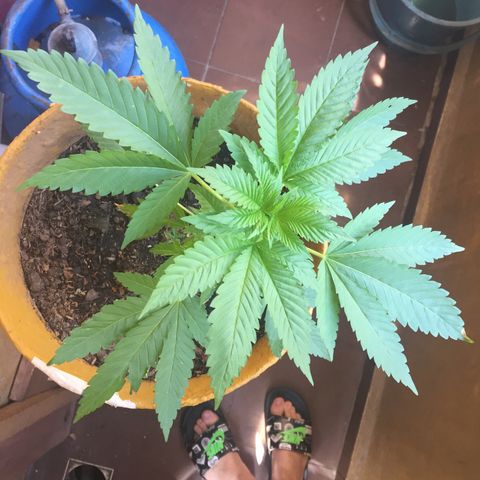 Whidak47[SXL141] growlog timeline photo