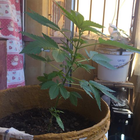 Whidak47[SXL141] growlog timeline photo