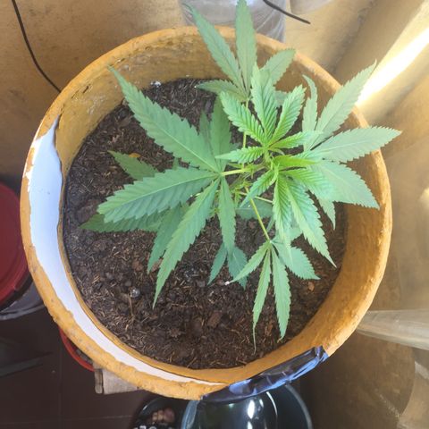 San Fernando vallaey og cush (SRB821) growlog timeline photo