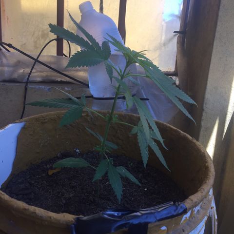 San Fernando vallaey og cush (SRB821) growlog timeline photo