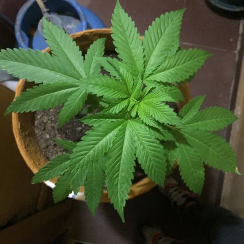 Whidak47[SXL141] growlog timeline photo