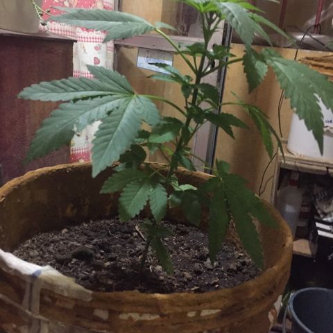 Whidak47[SXL141] growlog timeline photo