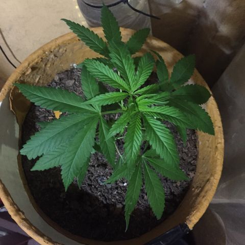 San Fernando vallaey og cush (SRB821) growlog timeline photo