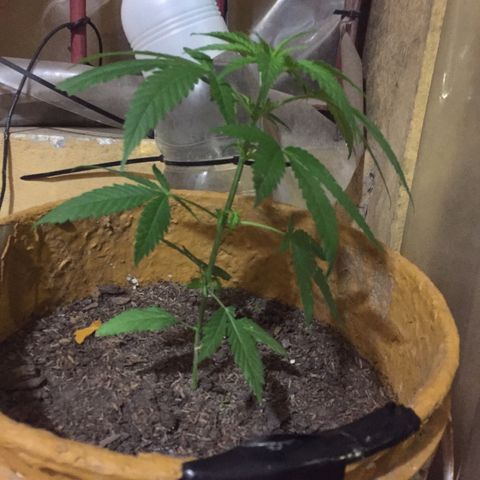 San Fernando vallaey og cush (SRB821) growlog timeline photo