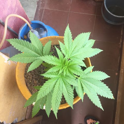 Whidak47[SXL141] growlog timeline photo