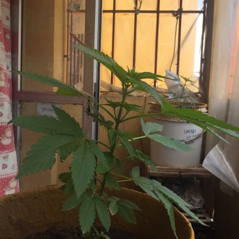 Whidak47[SXL141] growlog timeline photo