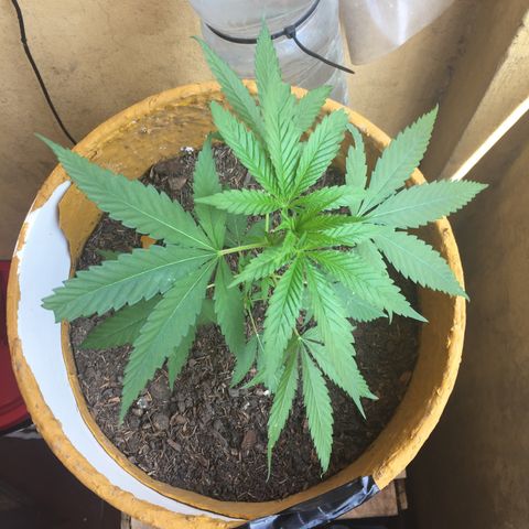 San Fernando vallaey og cush (SRB821) growlog timeline photo