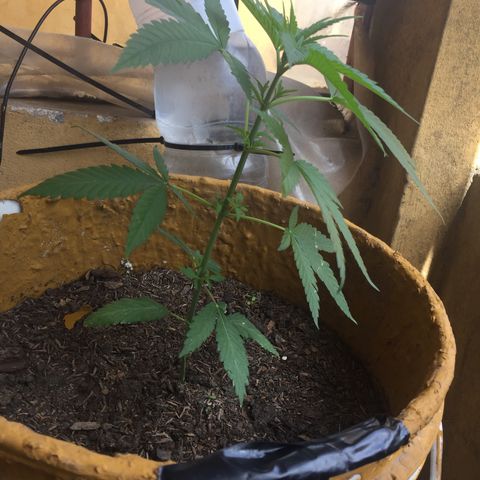 San Fernando vallaey og cush (SRB821) growlog timeline photo