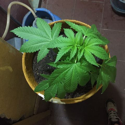 Whidak47[SXL141] growlog timeline photo