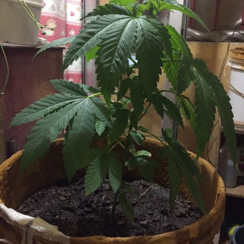 Whidak47[SXL141] growlog timeline photo