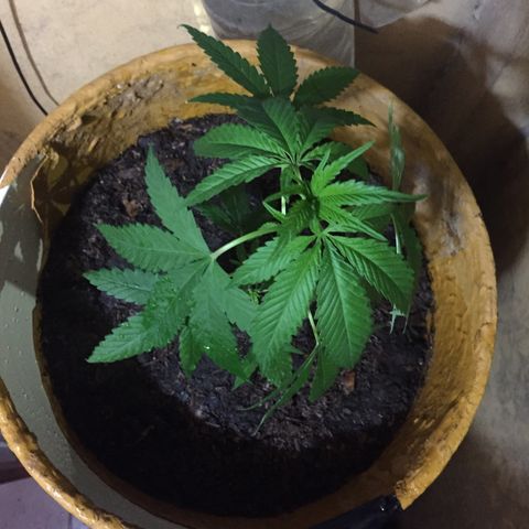 San Fernando vallaey og cush (SRB821) growlog timeline photo