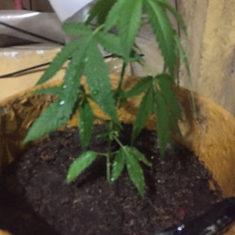 San Fernando vallaey og cush (SRB821) growlog timeline photo