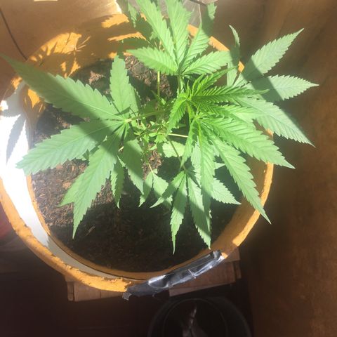 San Fernando vallaey og cush (SRB821) growlog timeline photo