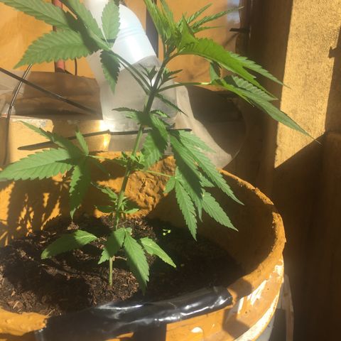 San Fernando vallaey og cush (SRB821) growlog timeline photo