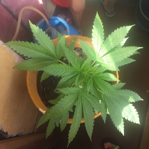 Whidak47[SXL141] growlog timeline photo