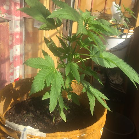 Whidak47[SXL141] growlog timeline photo