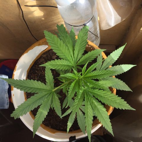 San Fernando vallaey og cush (SRB821) growlog photo: La planta se encuentra en excelente estado tiene un buen crecimiento con mucha fuerza,las ramas laterales están creciendo muy lindas y fuertes  se la ve muy bien 