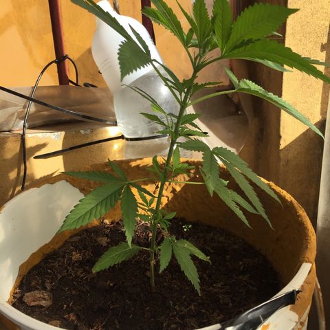 San Fernando vallaey og cush (SRB821) growlog photo: La planta se encuentra en excelente estado tiene un buen crecimiento con mucha fuerza,las ramas laterales están creciendo muy lindas y fuertes  se la ve muy bien 