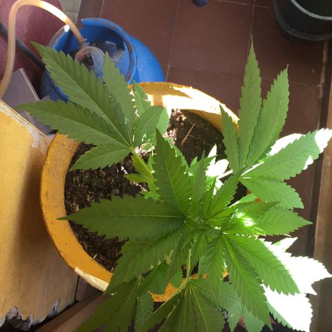 Whidak47[SXL141] growlog photo: La planta se ve con un crecimiento muy lindo y fuerte las ramas laterales están creciendo muy bien con ramas de aproximadamente 4cm desde su nacimiento su olor es bastante fuerte con un olor bastante dulce y citrico el aloe de afuera del área de cultivo se logra apreciar un olor característico bastante tenue bastante característico a esta planta 