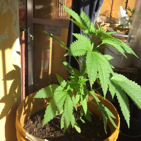 Whidak47[SXL141] growlog photo: La planta se ve con un crecimiento muy lindo y fuerte las ramas laterales están creciendo muy bien con ramas de aproximadamente 4cm desde su nacimiento su olor es bastante fuerte con un olor bastante dulce y citrico el aloe de afuera del área de cultivo se logra apreciar un olor característico bastante tenue bastante característico a esta planta 