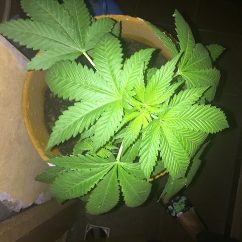Whidak47[SXL141] growlog timeline photo