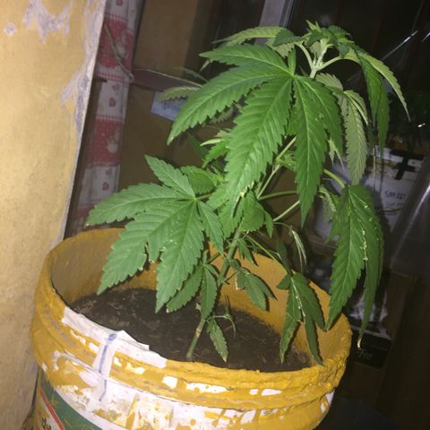 Whidak47[SXL141] growlog timeline photo