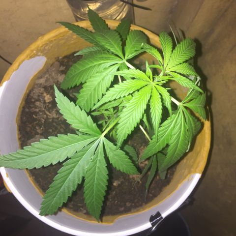 San Fernando vallaey og cush (SRB821) growlog timeline photo