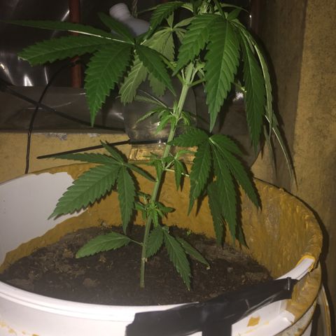 San Fernando vallaey og cush (SRB821) growlog timeline photo