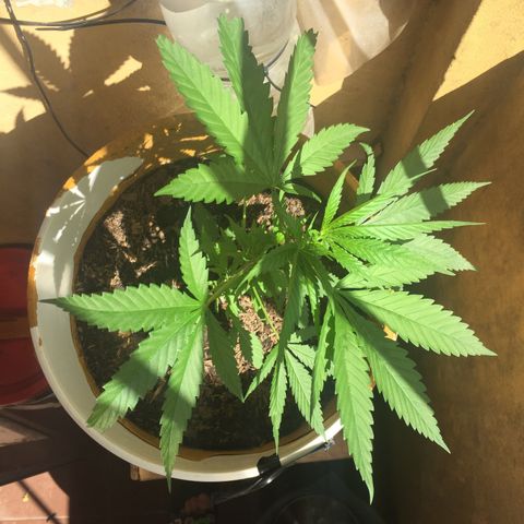 San Fernando vallaey og cush (SRB821) growlog timeline photo