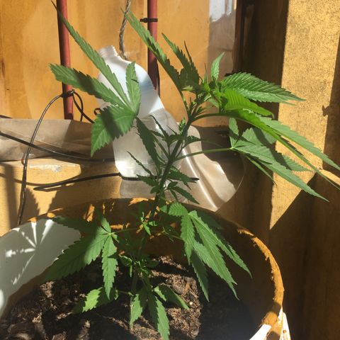 San Fernando vallaey og cush (SRB821) growlog timeline photo