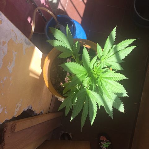 Whidak47[SXL141] growlog timeline photo