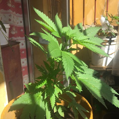 Whidak47[SXL141] growlog timeline photo