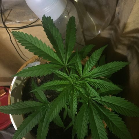 San Fernando vallaey og cush (SRB821) growlog timeline photo