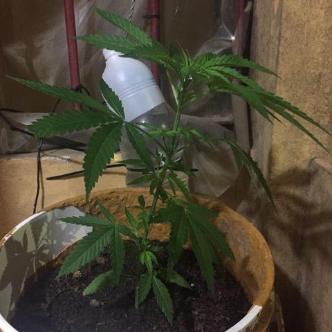 San Fernando vallaey og cush (SRB821) growlog timeline photo