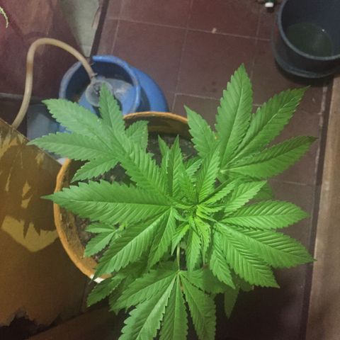 Whidak47[SXL141] growlog timeline photo