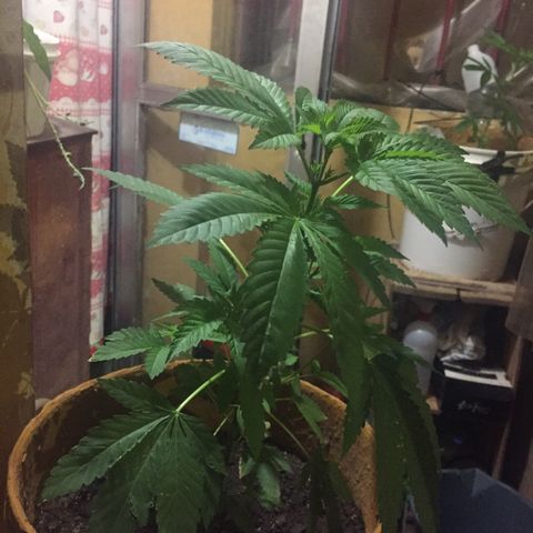 Whidak47[SXL141] growlog timeline photo
