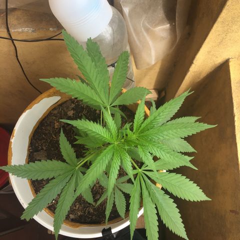 San Fernando vallaey og cush (SRB821) growlog photo: Se ve una excelente recuperación por parte de las mordeduras de los insectos posiblemente hormigas 